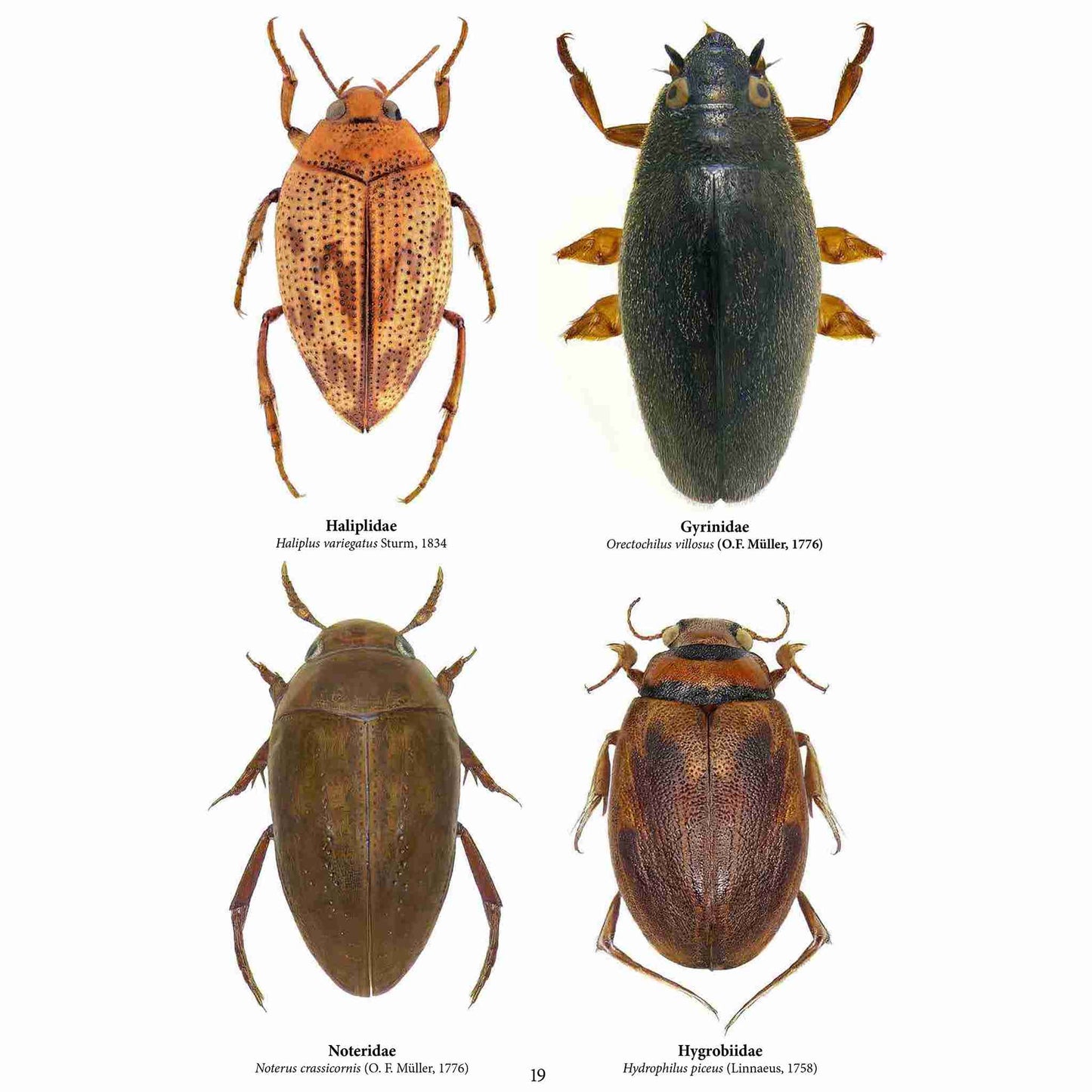 Family Coleoptera