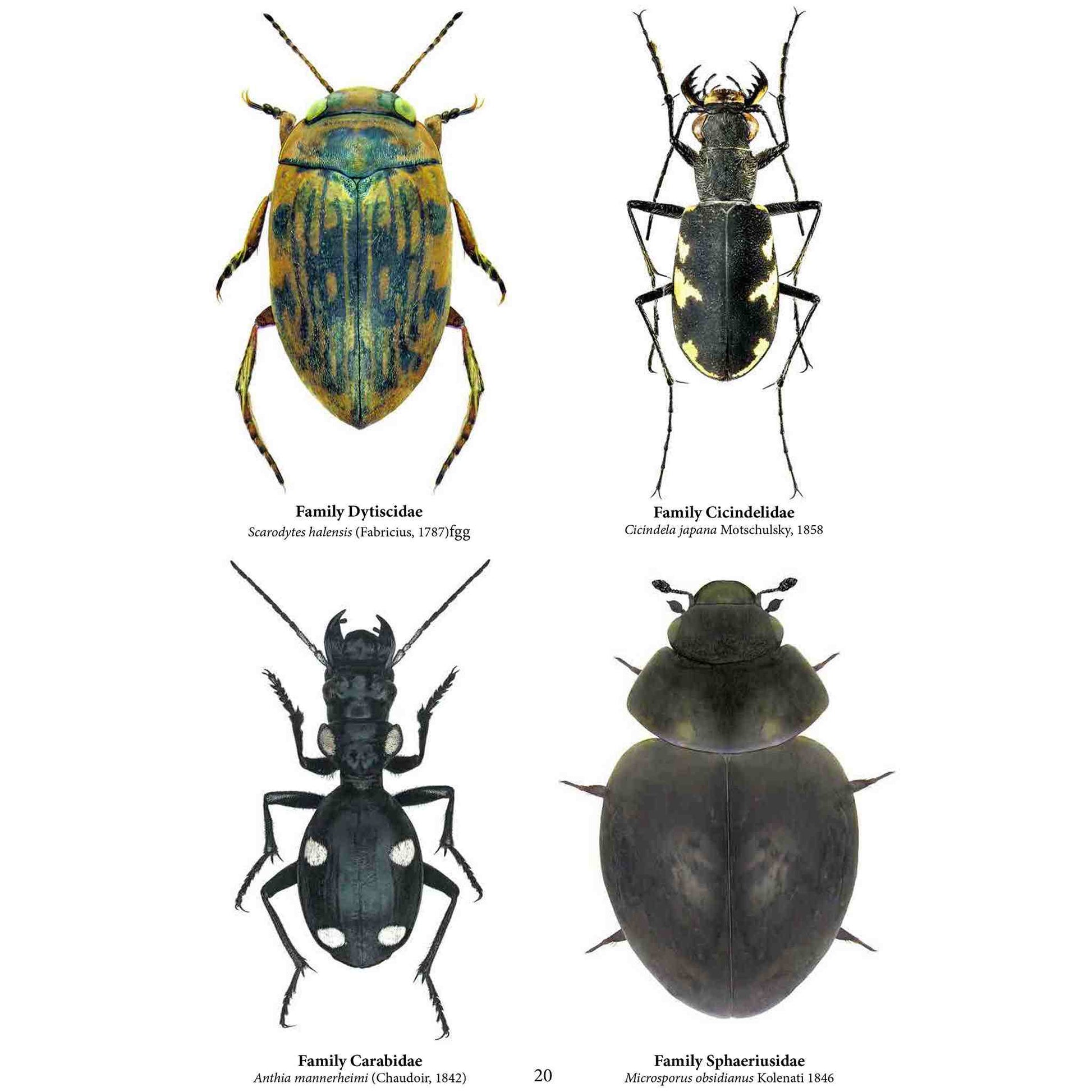 Family Coleoptera