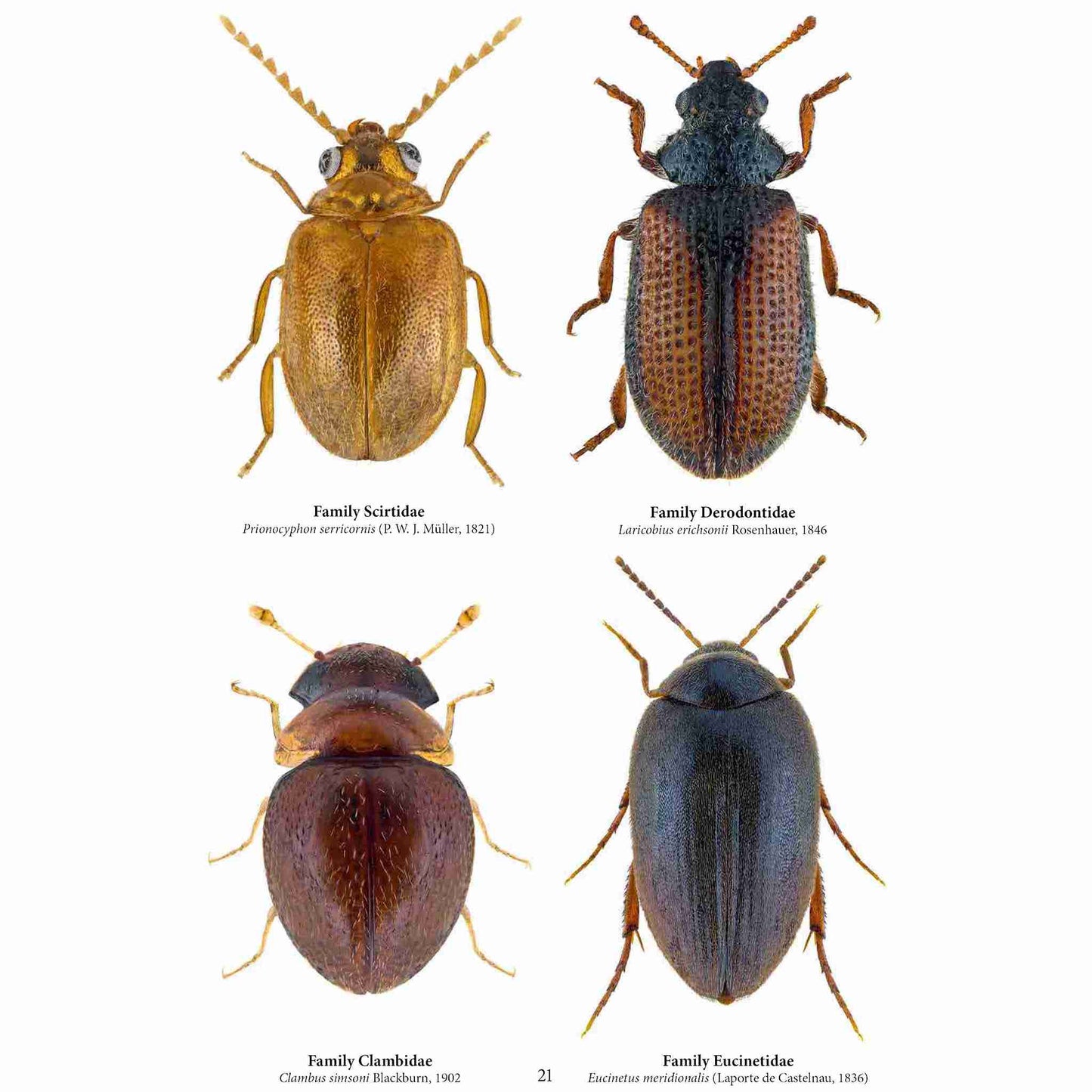 Family Coleoptera