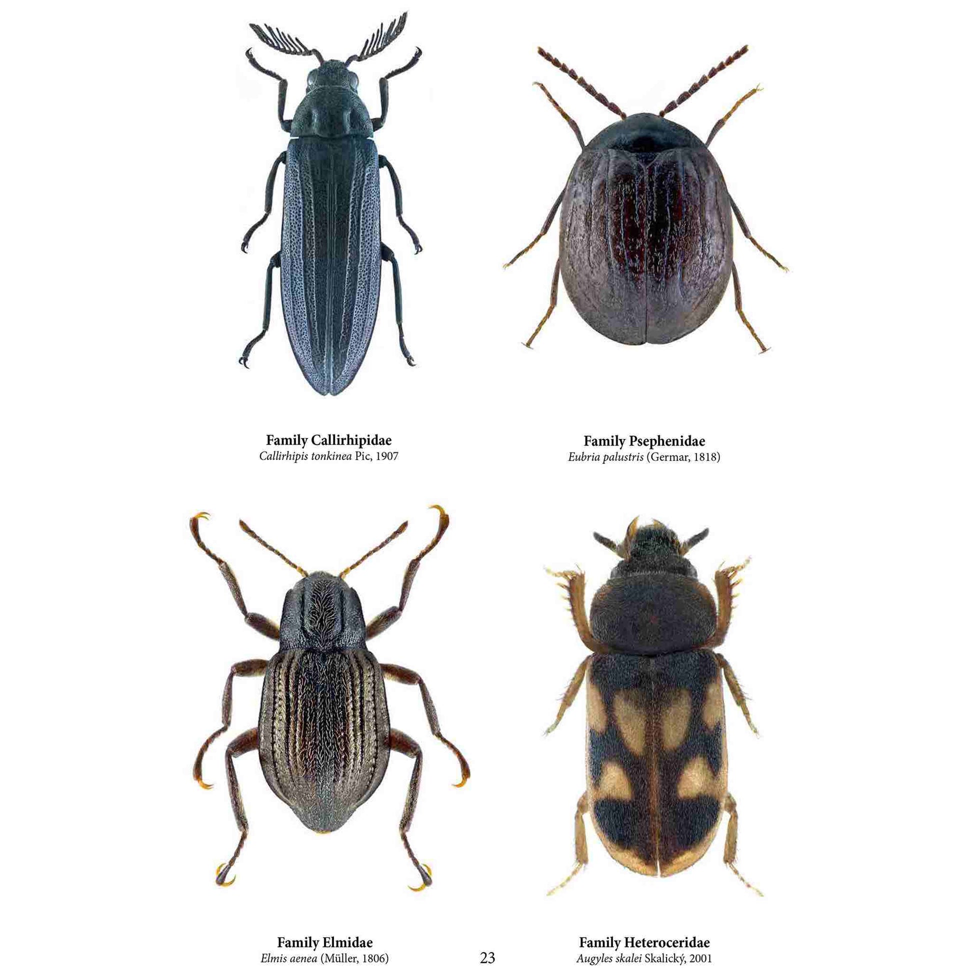 Family Coleoptera