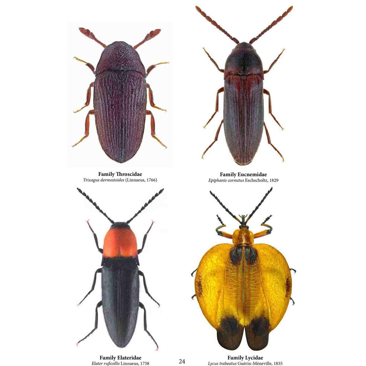 Family Coleoptera