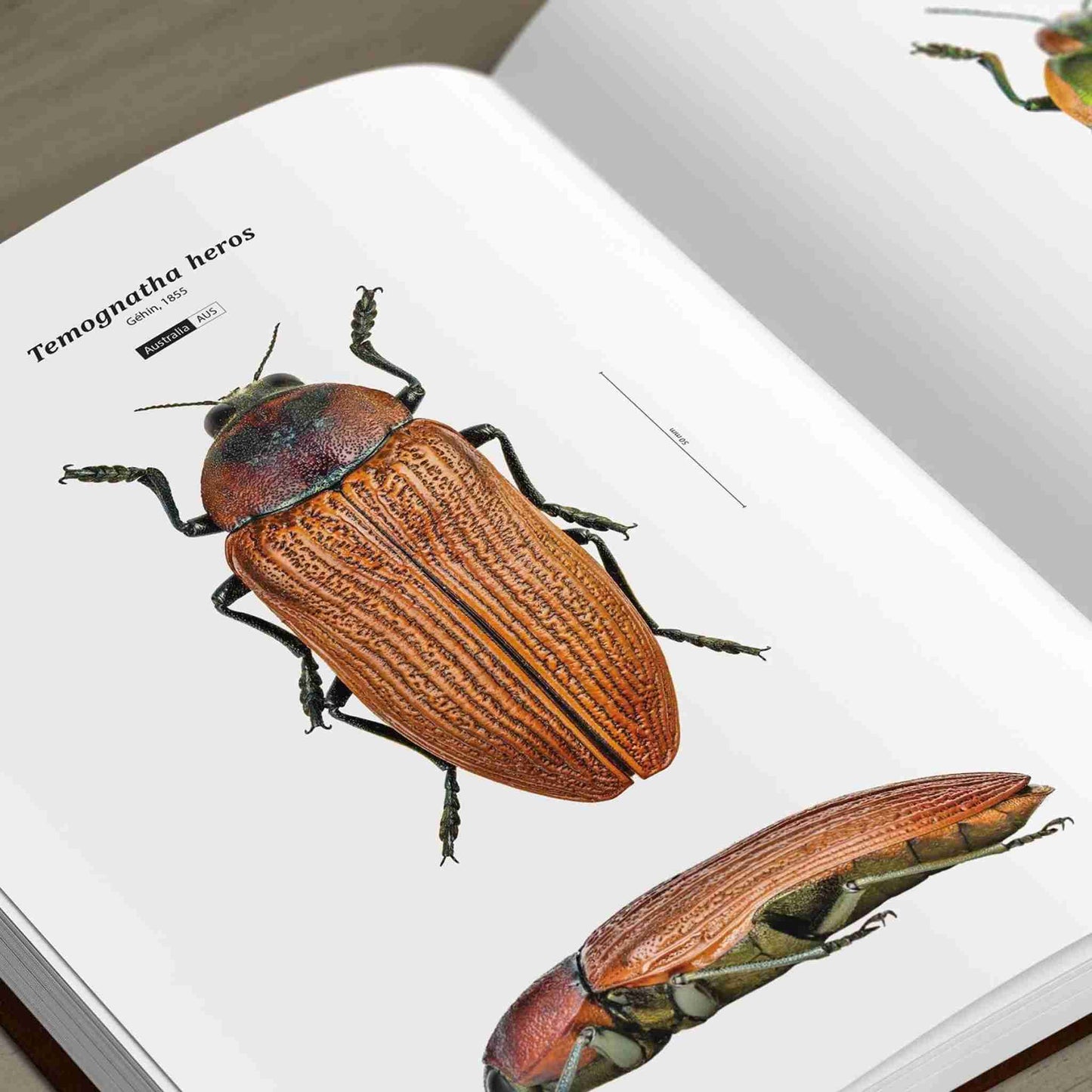 Jewel Beetles of the World