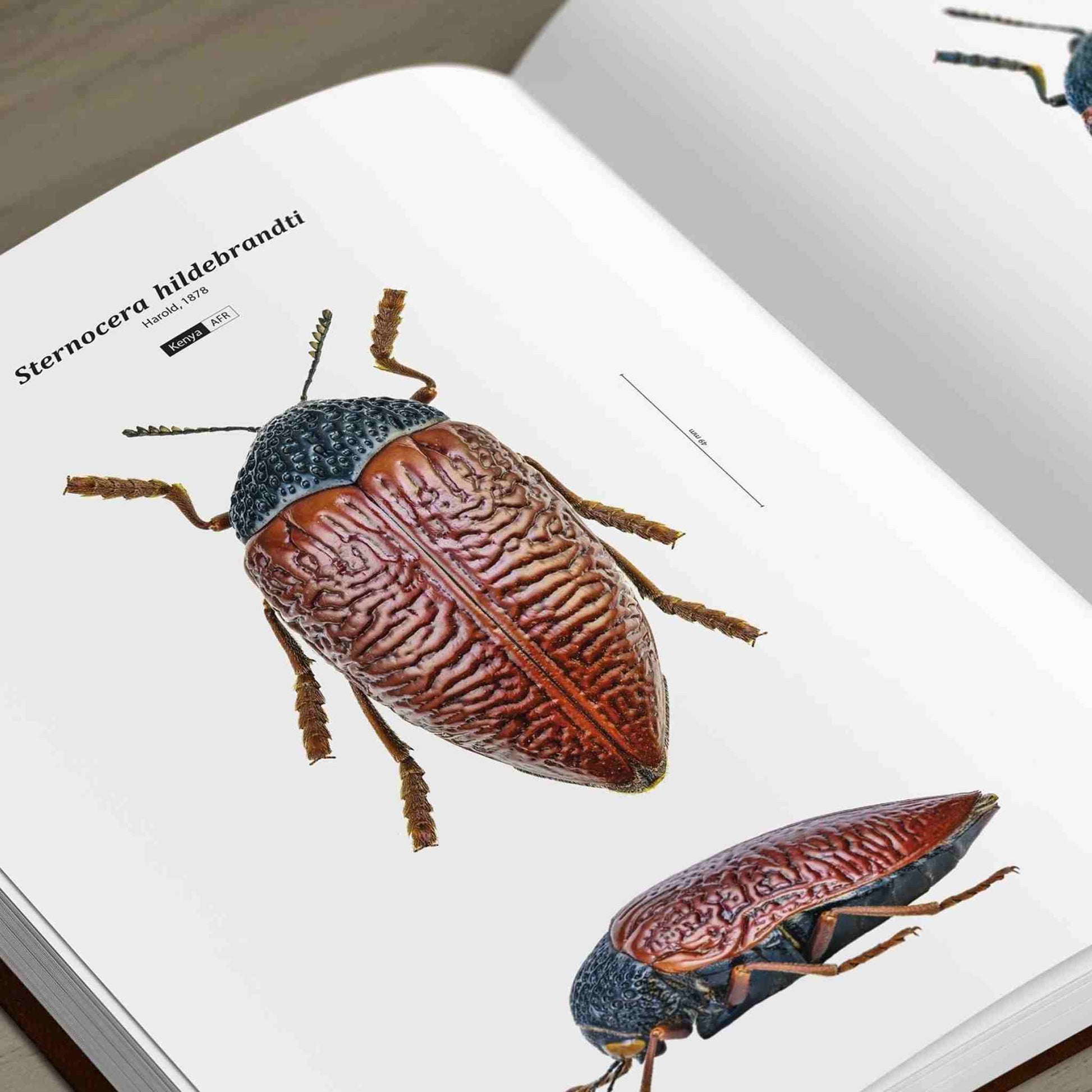 Jewel Beetles of the World