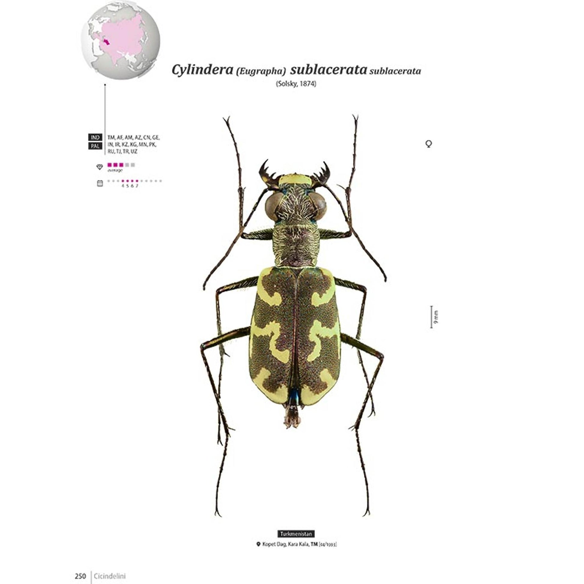 Tiger Beetles of Orient