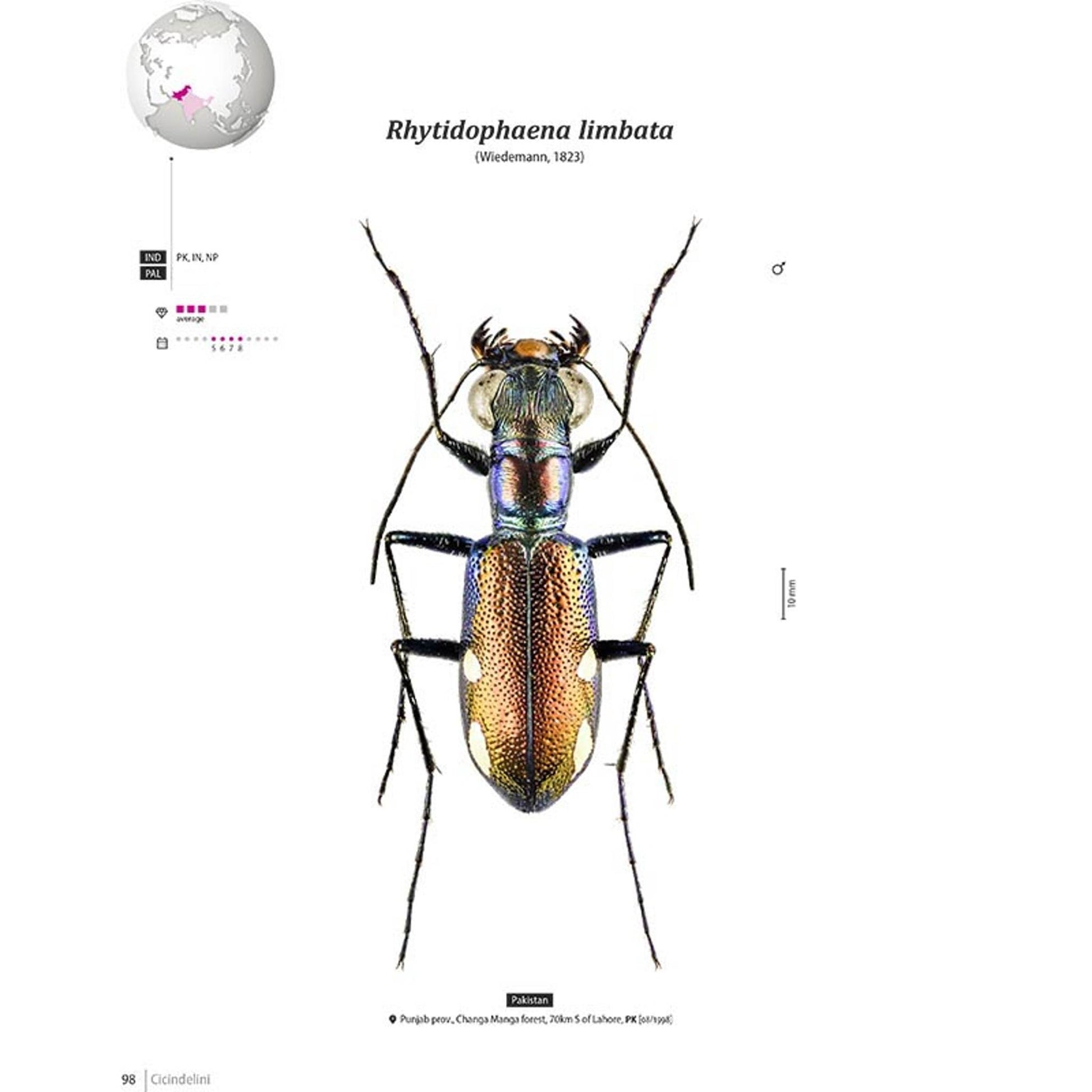 Tiger Beetles of Orient