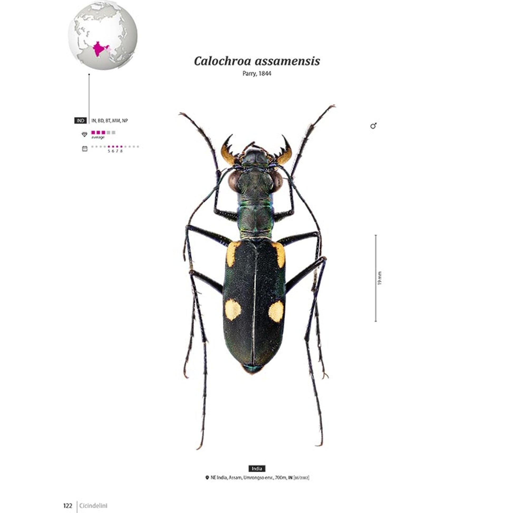 Tiger Beetles of Orient