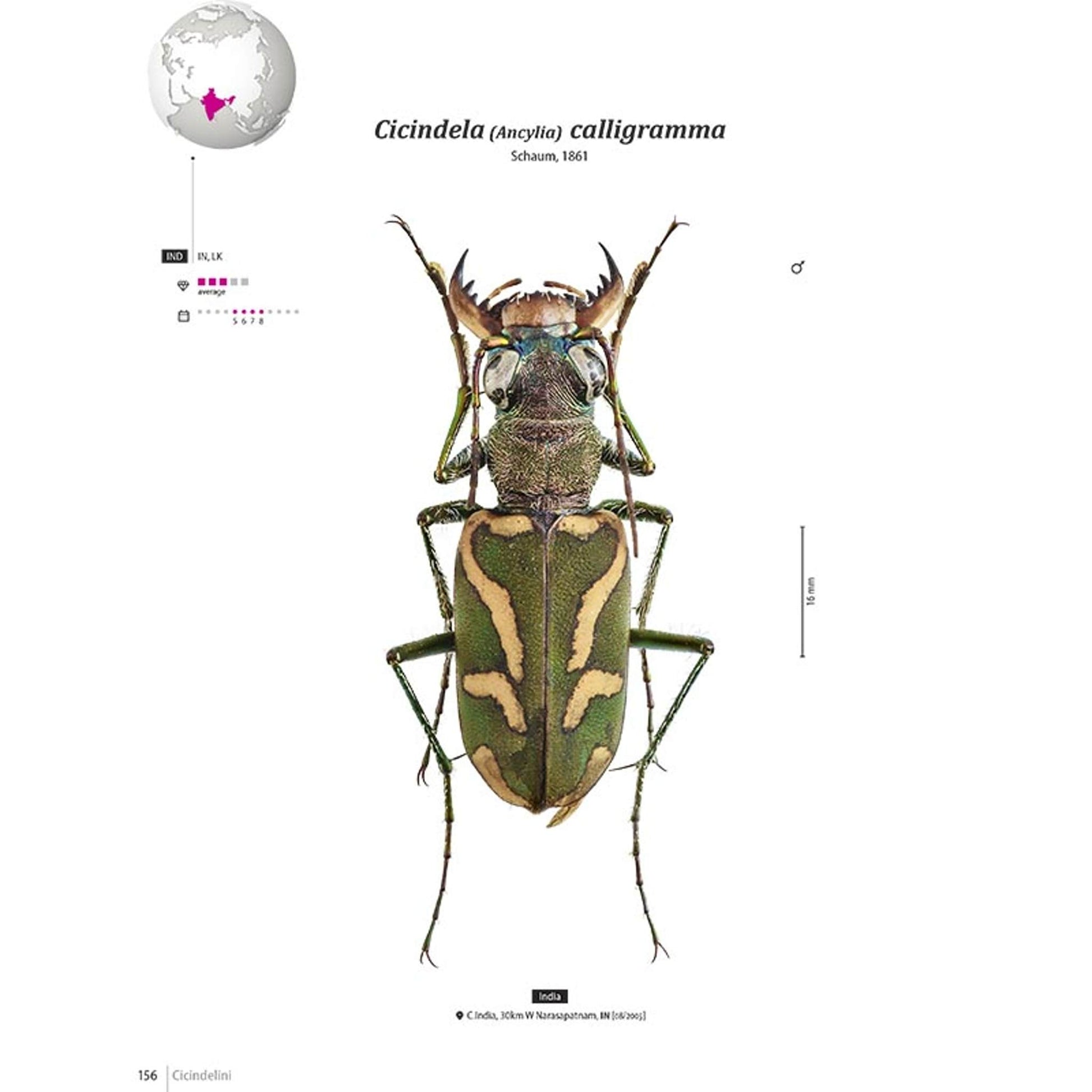 Tiger Beetles of Orient