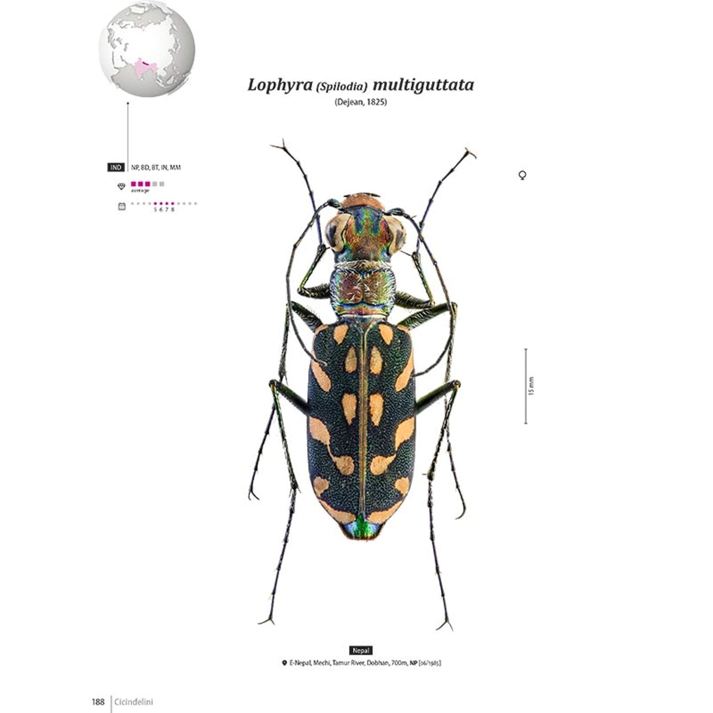 Tiger Beetles of Orient