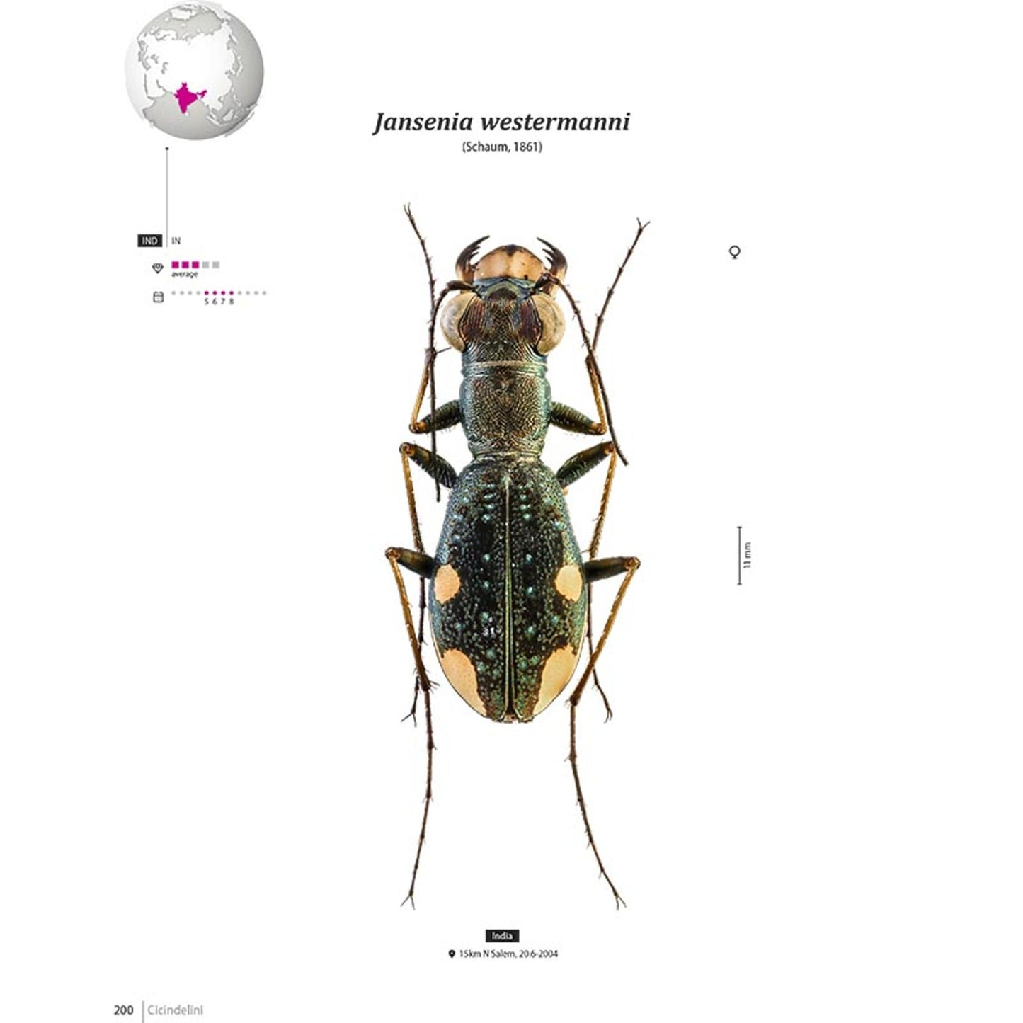 Tiger Beetles of Orient