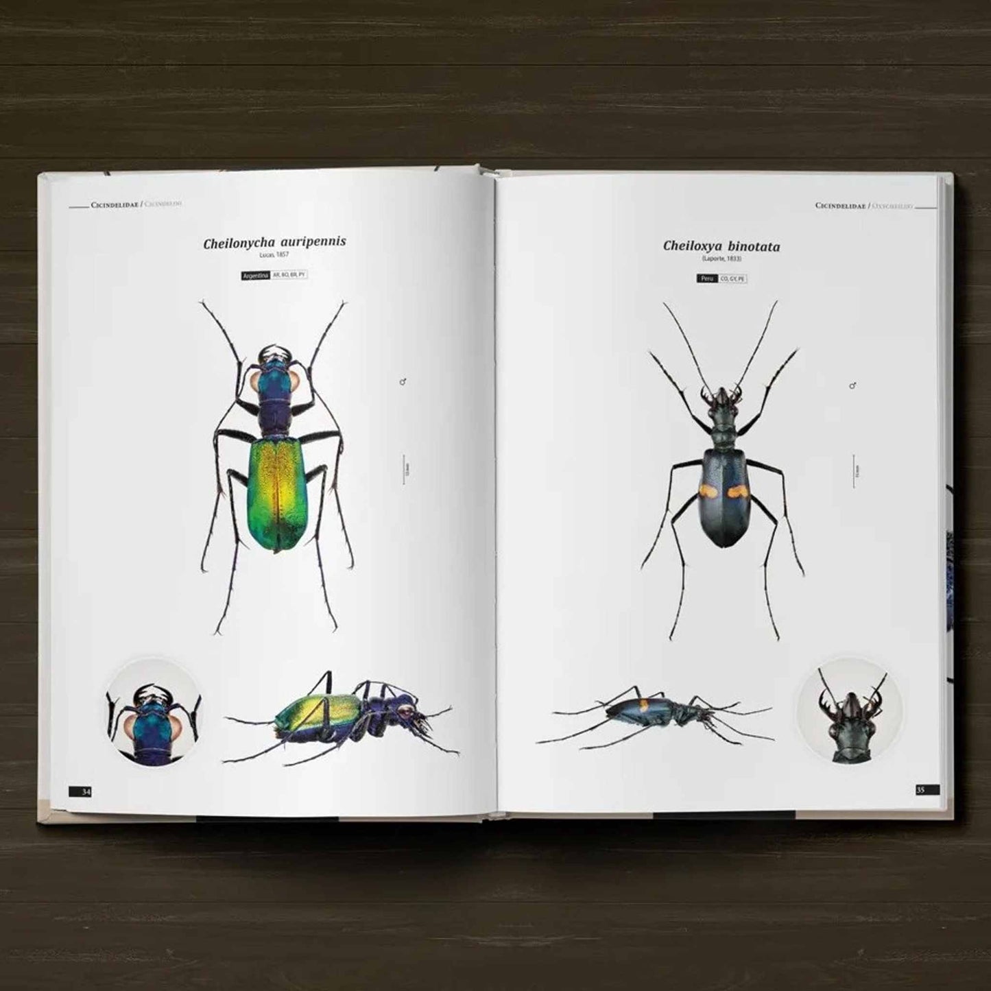 Tiger Beetles of the World