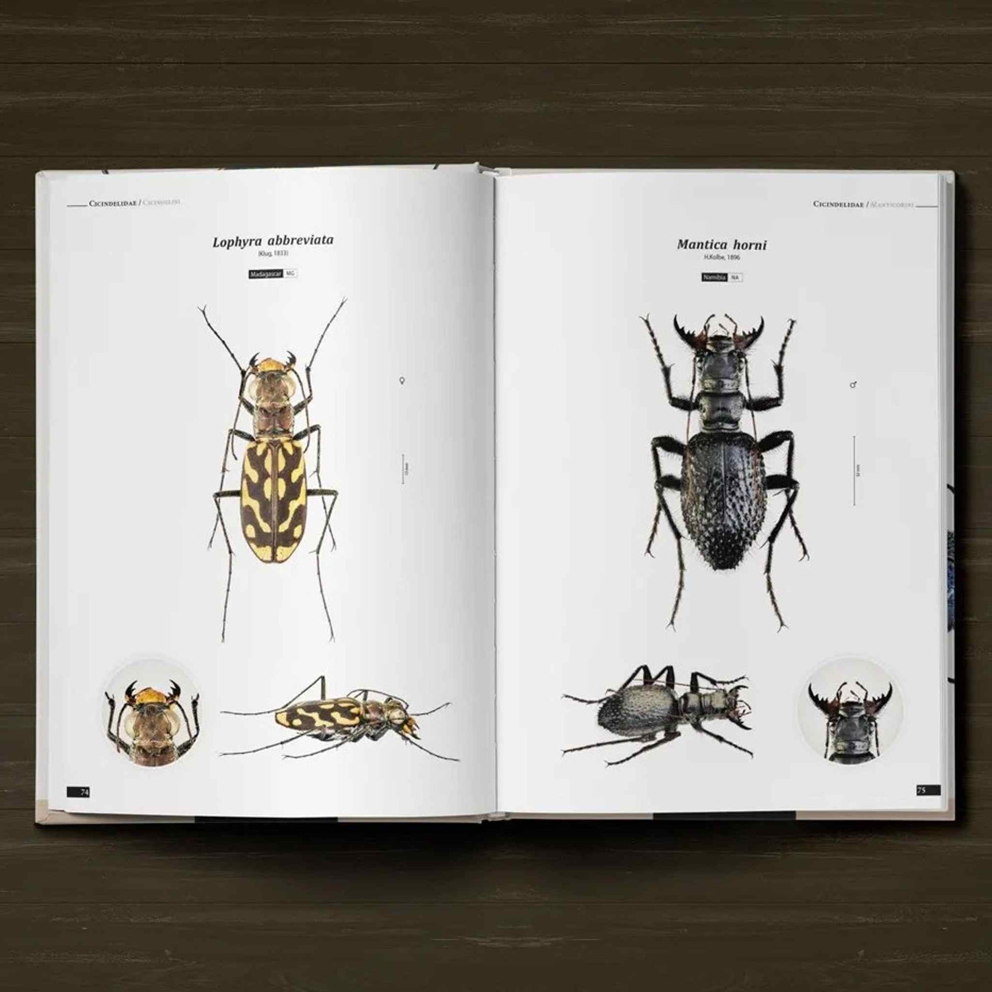 Tiger Beetles of the World