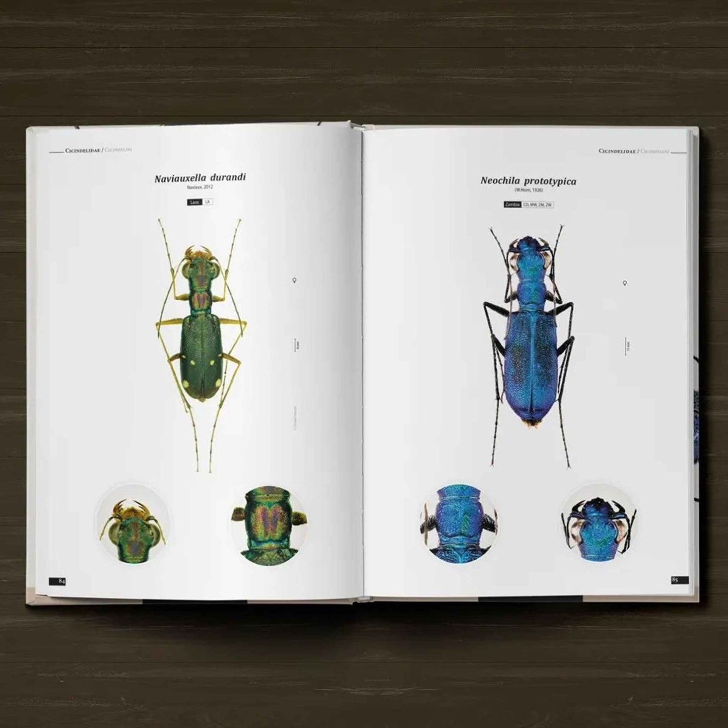 Tiger Beetles of the World