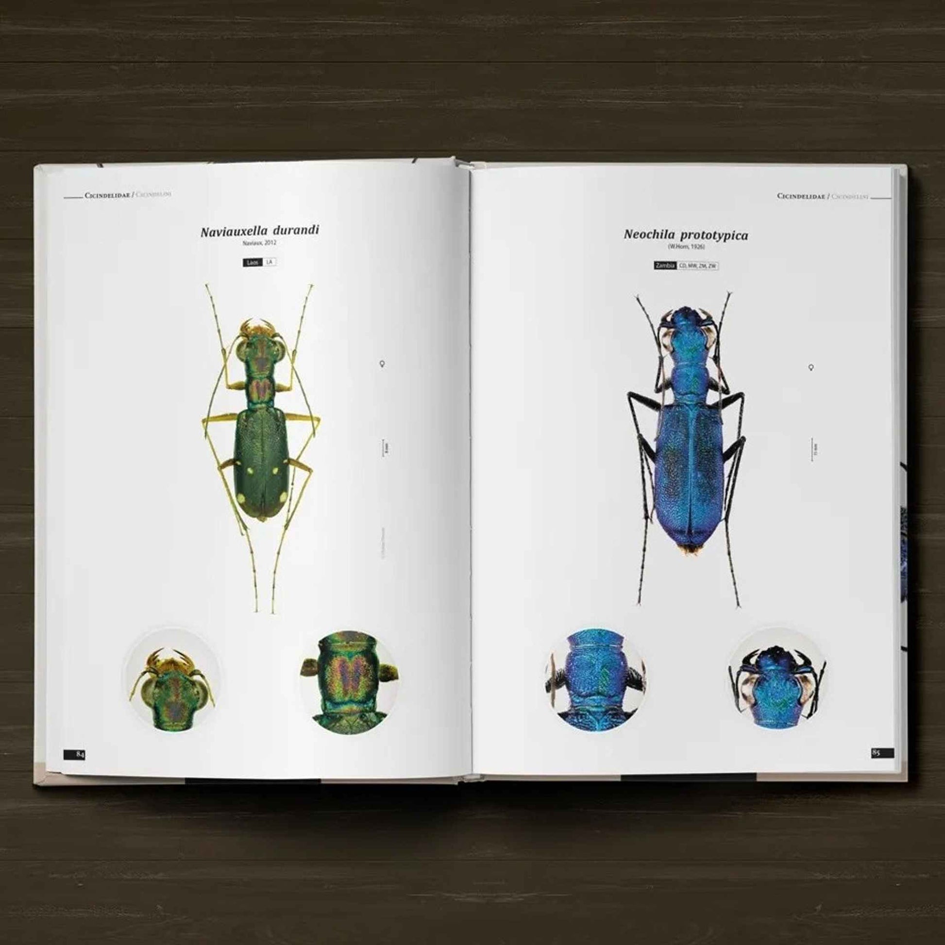 Tiger Beetles of the World