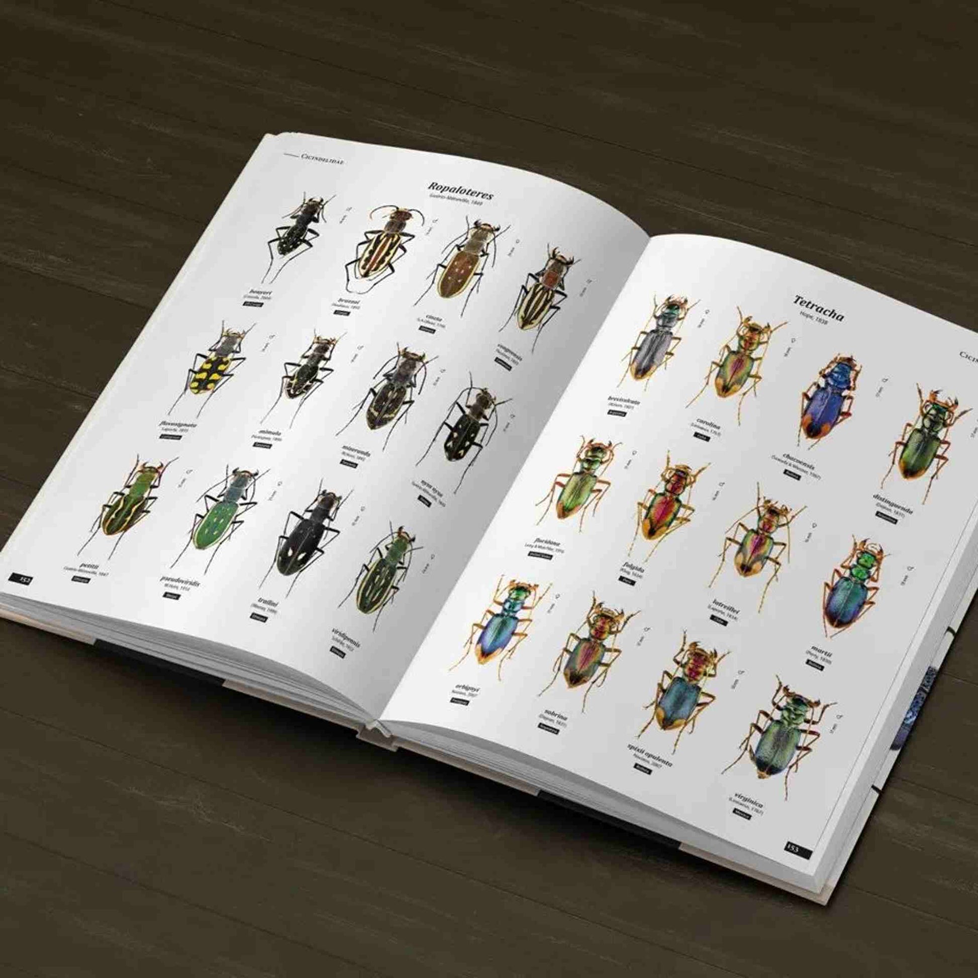 Tiger Beetles of the World